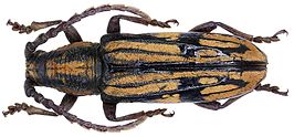 Allodissus sulcatipennis