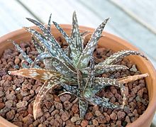 Aloe rauhii.jpg