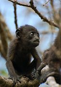 Juvenile in a Costa Rican Pacific Dry Forest.