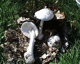 Amanita virosa.jpg