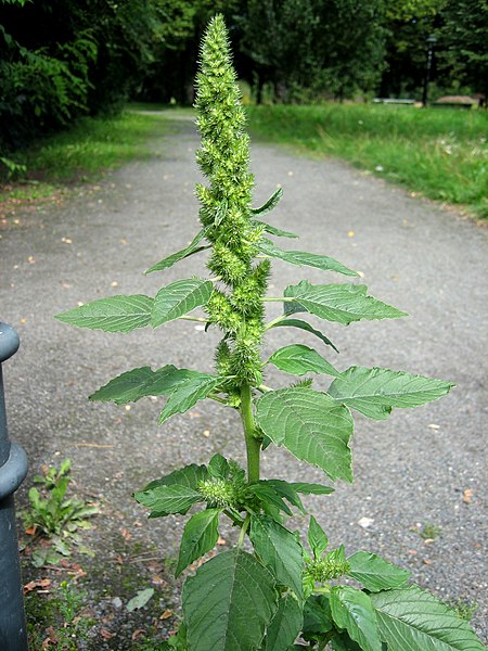 File:Amaranthus retroflexus full1.jpg