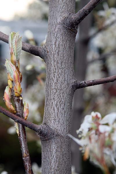 File:Amelanchier x grandiflora Autumn Brilliance 13zz.jpg