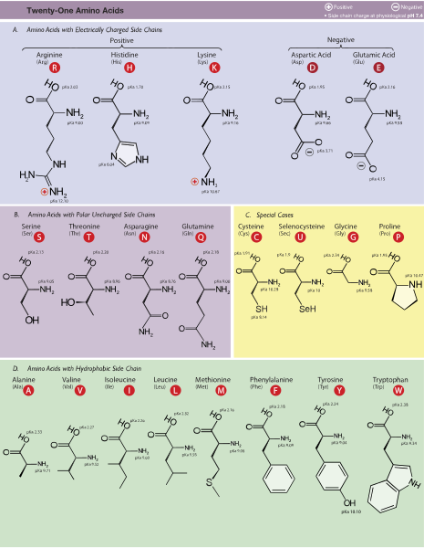 File:Amino Acids (Histidine Update 9-19-2014).svg