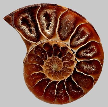Ammonite tranchée par son milieu, montrant des géodes de quartz dans ses logettes. Origine Madagascar