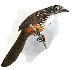 White-throated grasswren Species of bird