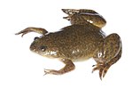 Thumbnail for Xenopus boumbaensis