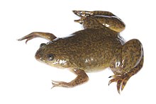 African clawed frog An African Clawed Frog.jpg