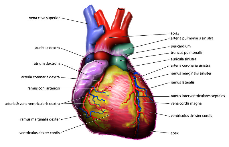 File:Anatomy Heart Latin Tiesworks.jpg