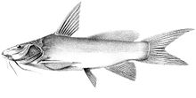 Ancharius fuscus 2.jpg