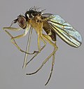 Miniatura para Anepsiomyia flaviventris