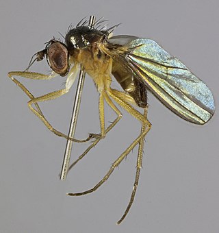 <i>Anepsiomyia flaviventris</i> Species of fly