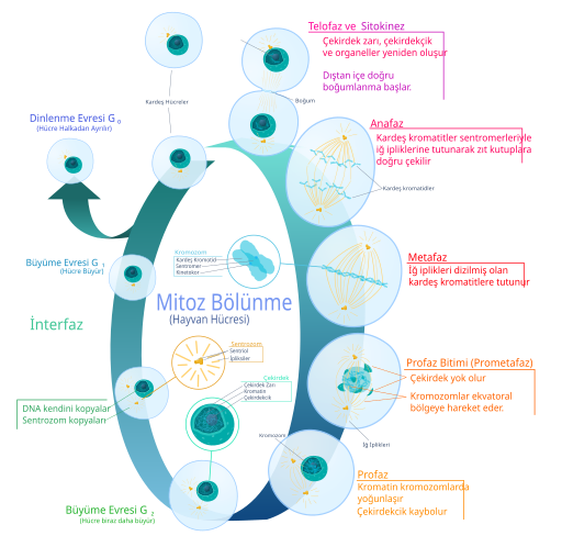 File:Animal cell cycle-tr.svg