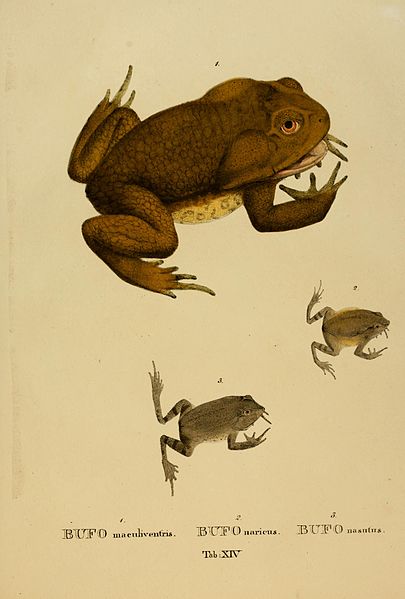 File:Animalia nova sive species novae testudinum et ranarum BHL2948589.jpg