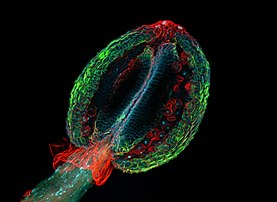 Anther of thale cress confocal laser scanning fluorescent microphotography, by Heiti Paves