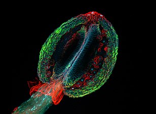 Confocal laser scanning fluorescence micrograph of thale cress anther (part of stamen), (Heiti Paves)
