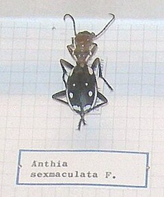 Description de l'image Anthia sexmaculata.JPG.