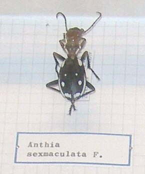 Az Anthia sexmaculata.JPG kép leírása.