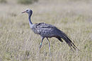 Anthropoides paradiseus (male, Etosha).jpg