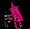 Thumbnail for Familial dysbetalipoproteinemia