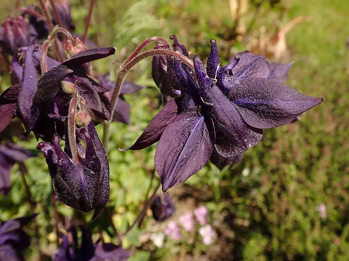 Aquilegia vulgaris Grennys Bonnet