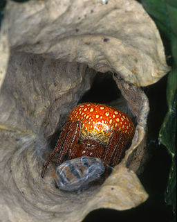<i>Araneus alsine</i> Species of spider