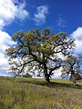 Arastradero oak in his spring green coat - panoramio.jpg