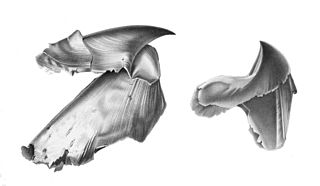 Architeuthis beak.jpg