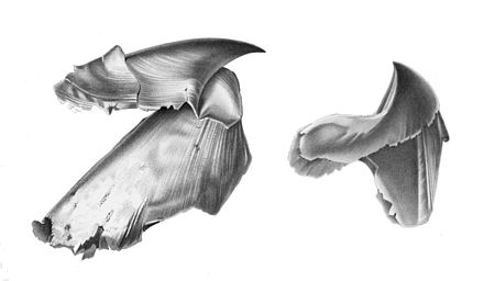 The two-part beak of the giant squid, Architeuthis sp.
