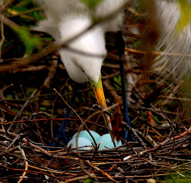 File:Ardea alba nest - Andrea Westmoreland.jpg