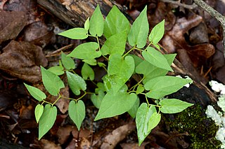 <i>Aristolochia serpentaria</i> Species of vine