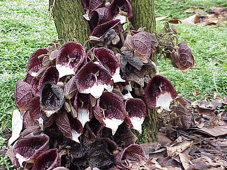 Aristolochia arborea