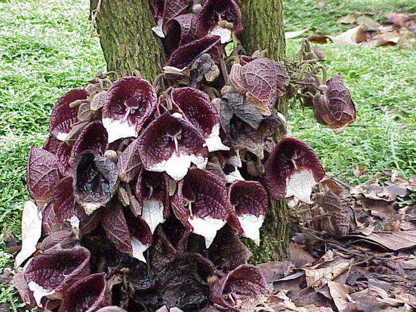 Aristolochia arborea flowers