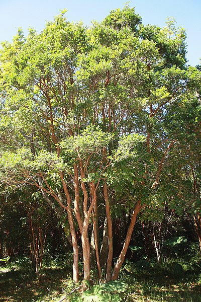 File:Arrayán (Luma Apiculata) en Parque Nacional Chiloé.jpg