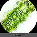 Leaf cross section with stomata