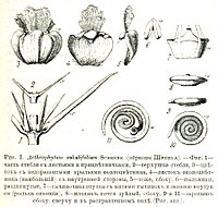 Arthrophytum subulifolium trudybotanichesk1113bota 0037.jpg