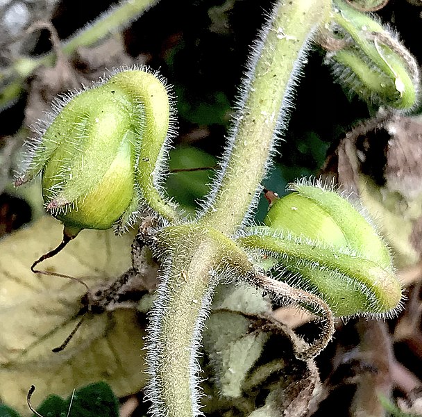 File:Asarina procumbens, paired seed capsules with reflexed peduncles.jpg