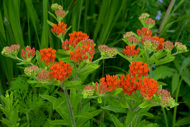 File:Asclepias tuberosa interior.jpg