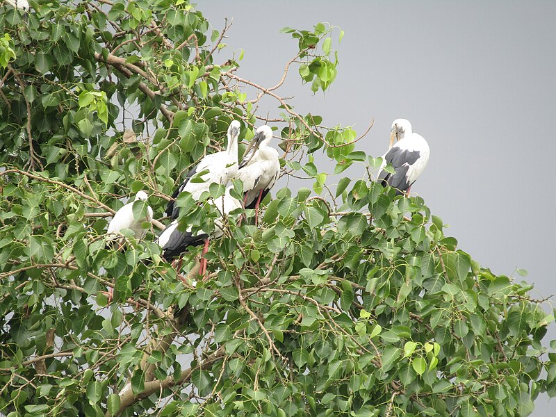 File:Asian openbill at Giridih, Jharkhand 04.jpg