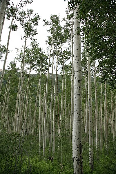File:Aspen trees 4.jpg