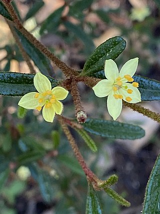 <i>Asterolasia rivularis</i> Species of flowering plant