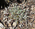 Astragalus calycosus var calycosus 3.jpg