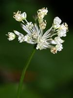 Astrantia carniolica PID920-1.jpg