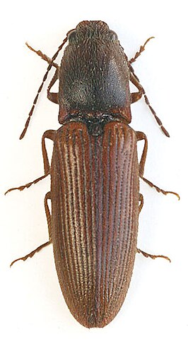 Athous vittatoides