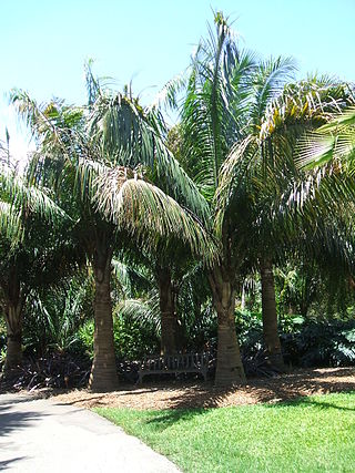 <i>Attalea crassispatha</i> Species of palm