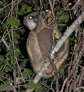 Woolly lemur Genus of lemurs