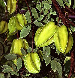 Averrhoa carambola2.jpg