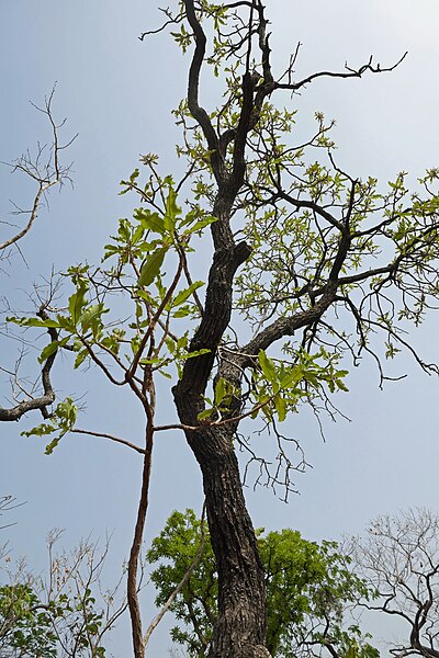 File:Bénin-Terminalia mollis (2).jpg