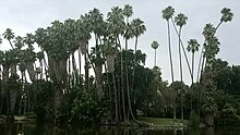 Raining at Baldwin Lake with ducks, turtles, and tall Mexican fan palm trees. https://www.youtube.com/watch?v=O9M2dKBcwmk Baldwin Lake Palm Trees.jpg