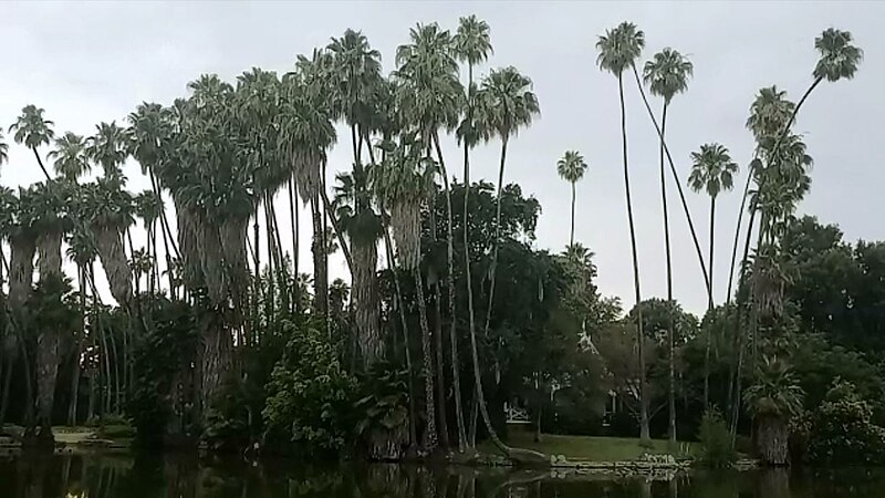 File:Baldwin Lake Palm Trees.jpg