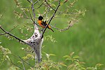 Thumbnail for File:Baltimore oriole feeding.jpg